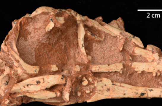 研究人员发现新的兽脚类恐龙化石 被认定为内蒙古蝶猎龙