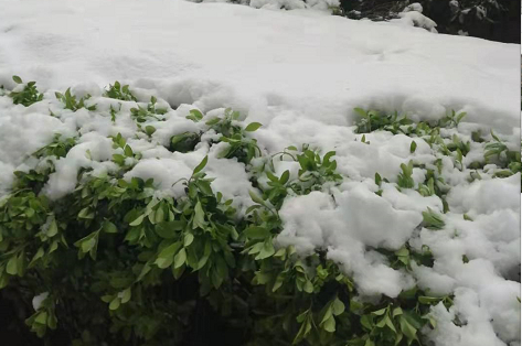 东北地区局部大暴雪对农业有何影响 将持续到何时