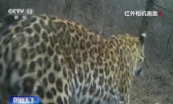 罕見！紅外相機拍下國家一級保護動物野生豹幼崽進食場面